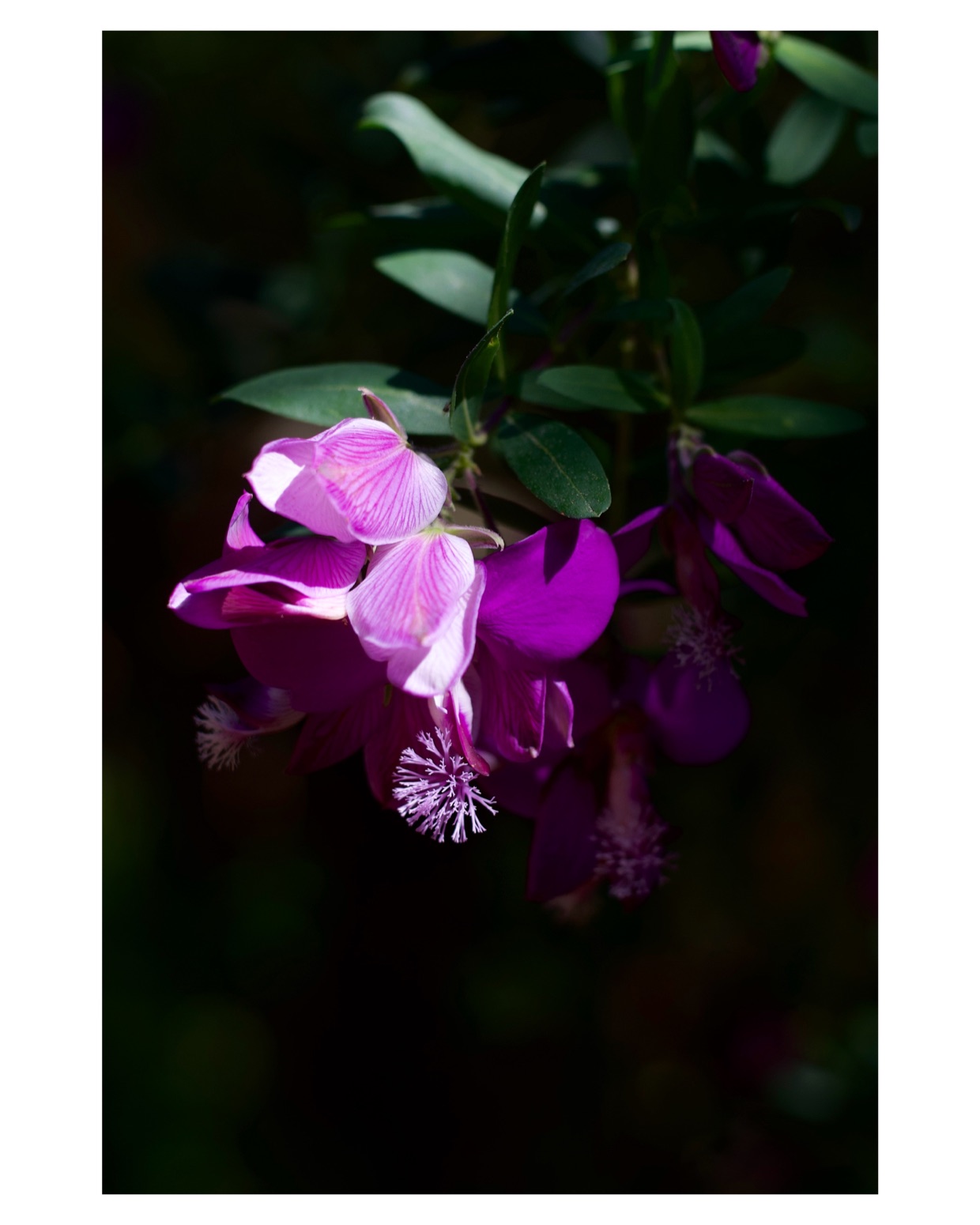 Sony ZV-E10 flower photo exported by Simple Border in a 4:5 frame with a white border