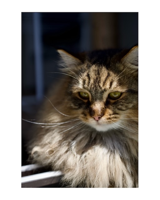 Simple Border export framed at 4 by 5